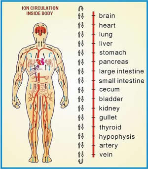 body chart
